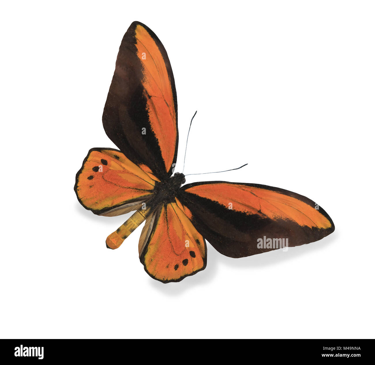 Farfalla arancione isolato su bianco Foto Stock