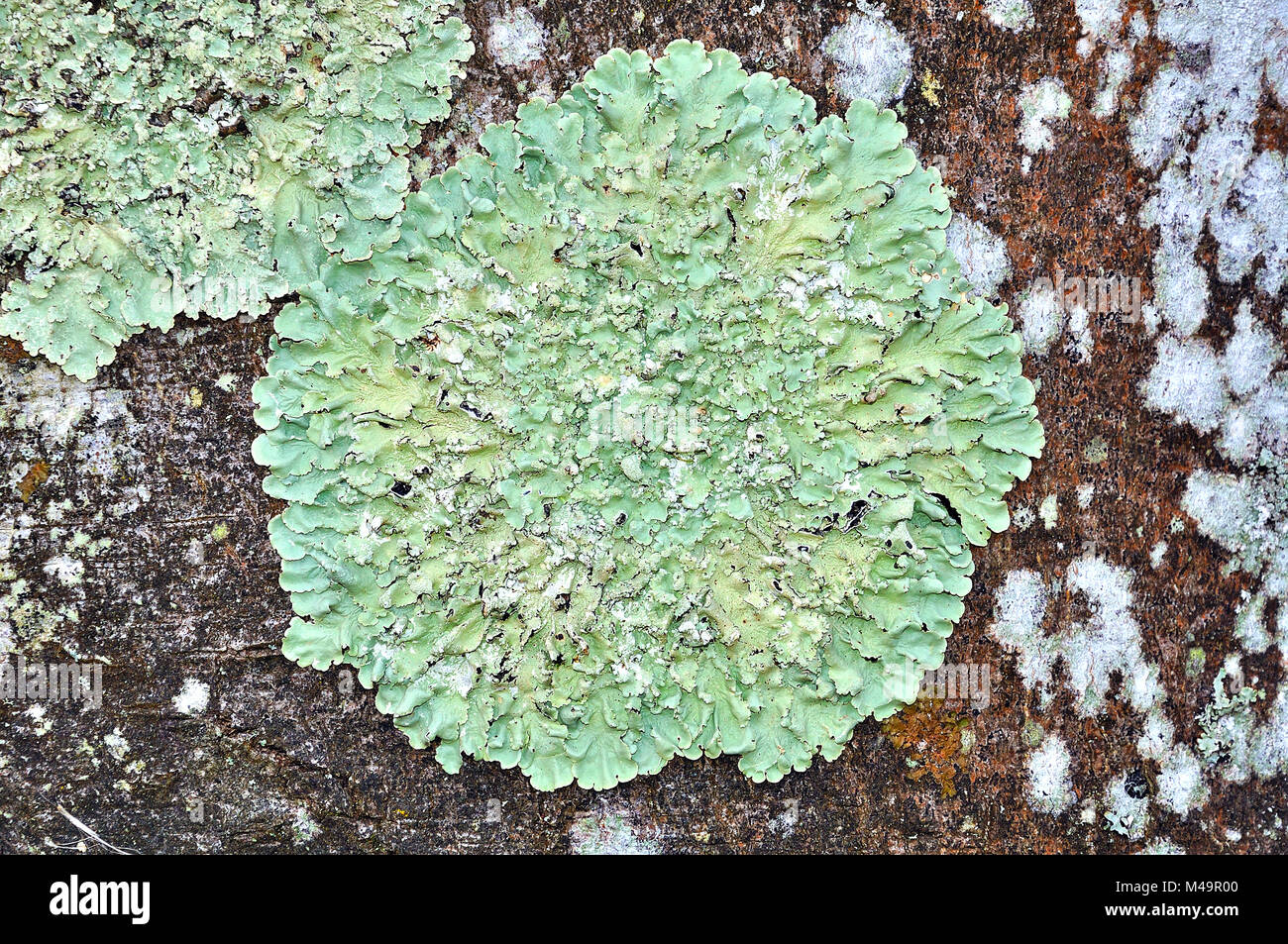 Lichene verde Foto Stock