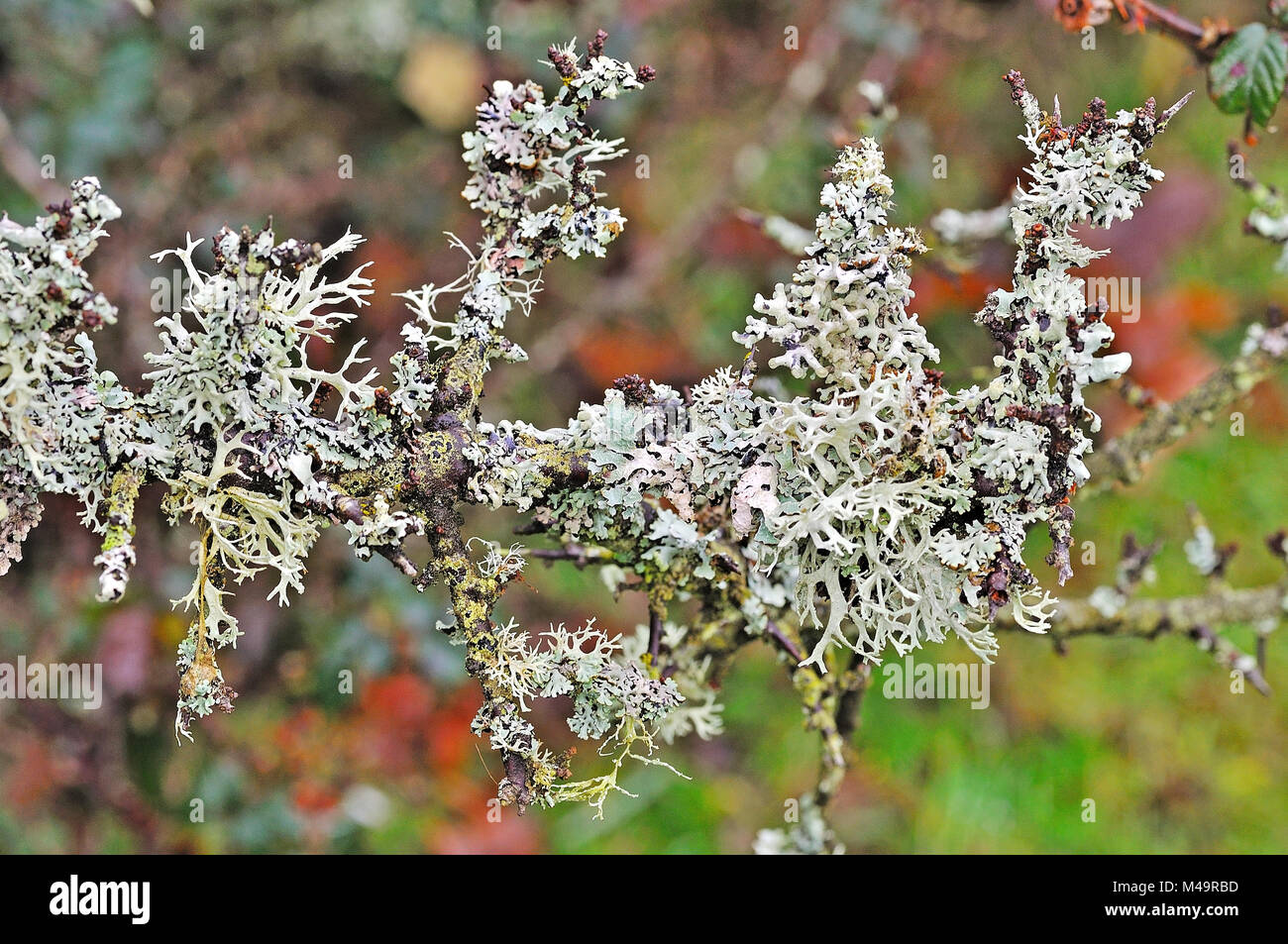 I licheni sul ramo di un albero, New Forest National Park, Hampshire, Inghilterra. Foto Stock