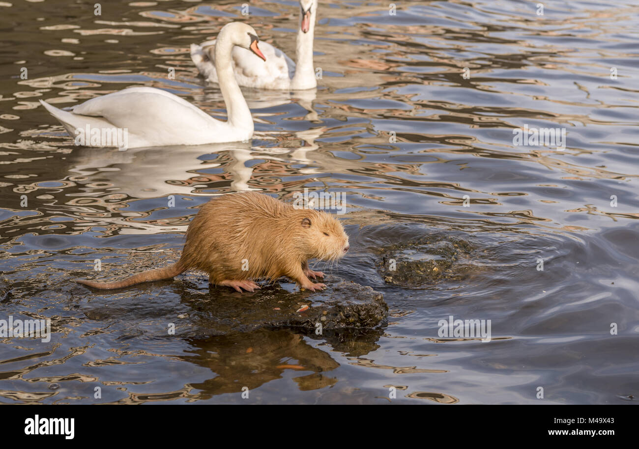 Immagine con un Coypu e cigni in background Foto Stock