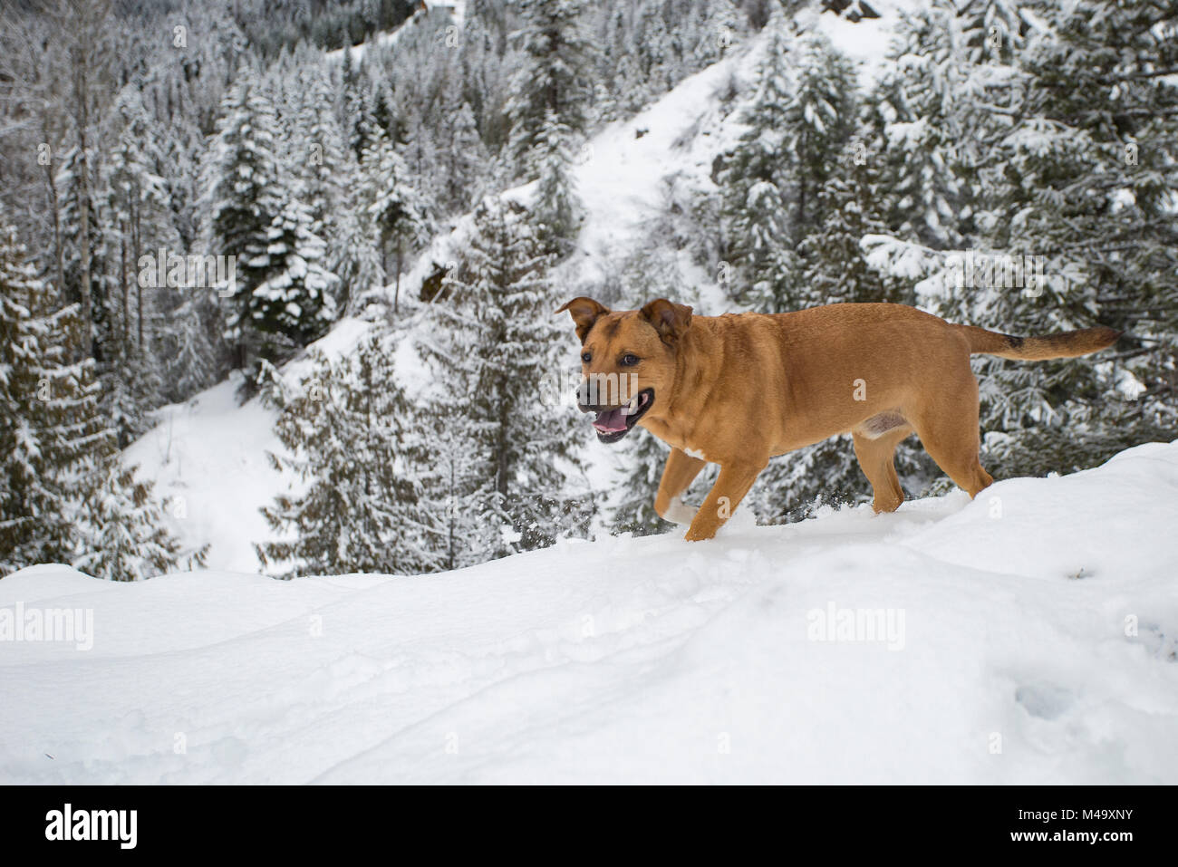 Red Dog, salendo su una coperta di neve sentiero, fino su Eagle View, nell'armadio montagne, nella contea di Sanders, Montana. Foto Stock