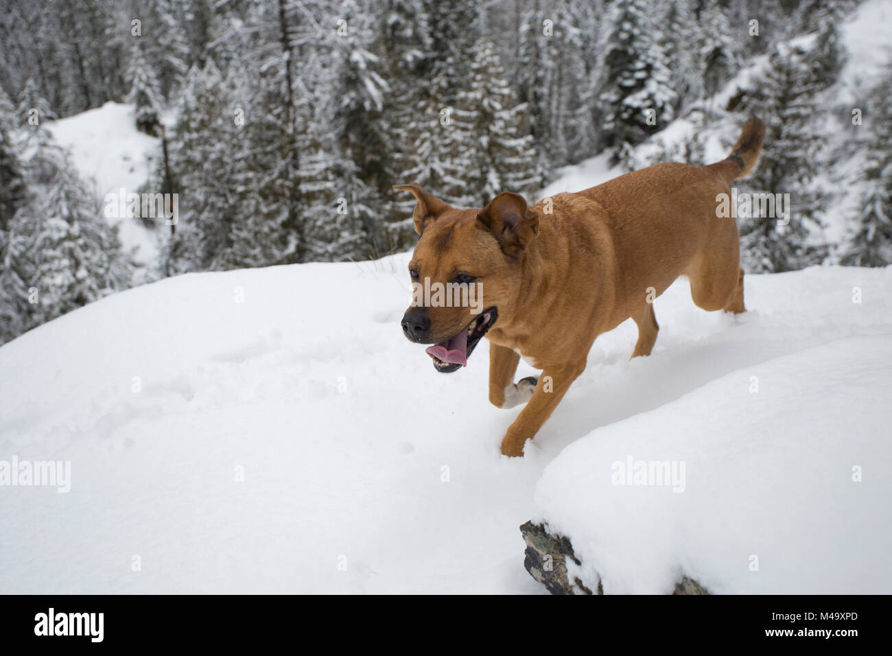 Il cane rosso salendo una stretta e coperta di neve sentiero, fino su Eagle View, nell'armadio montagne, nella contea di Sanders, Montana. Foto Stock