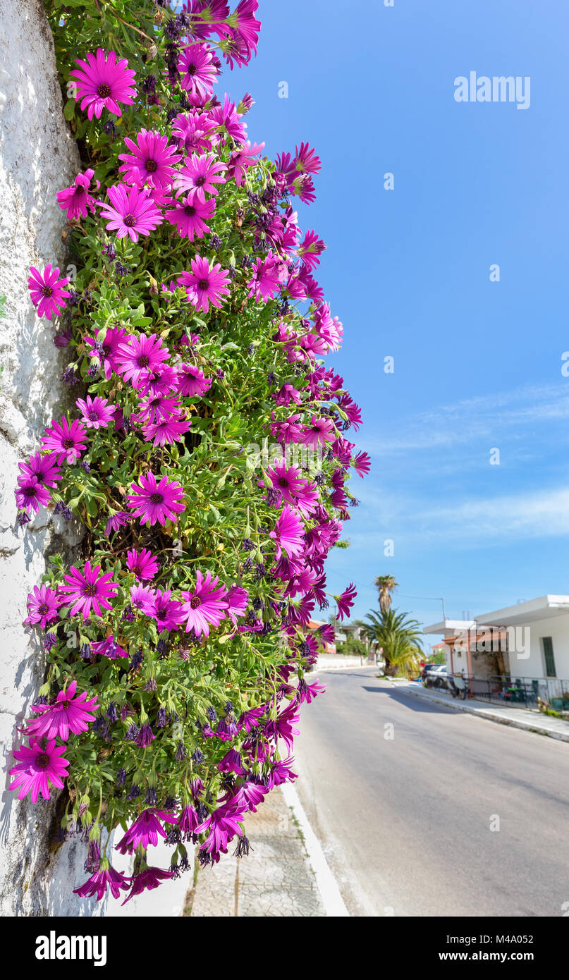 Appendere rosa margherite spagnolo sulla parete vicino street Foto Stock