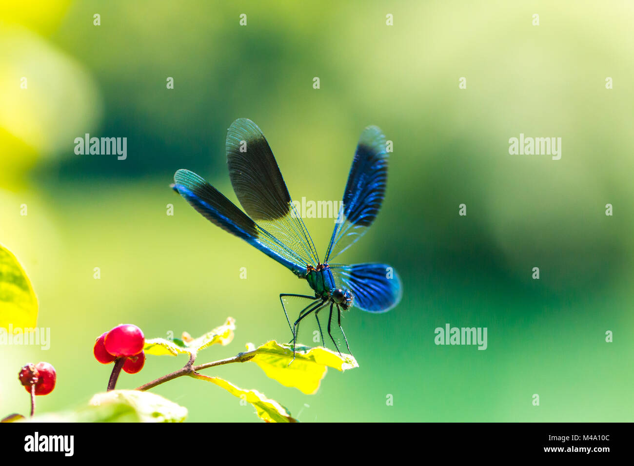 Ampio Damselfly alato, Dragonfly Foto Stock