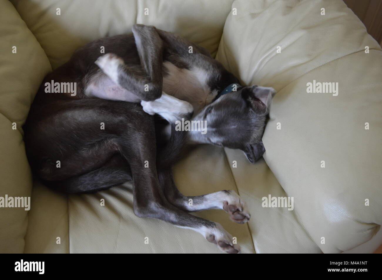 Contenti cane in poltrona Foto Stock