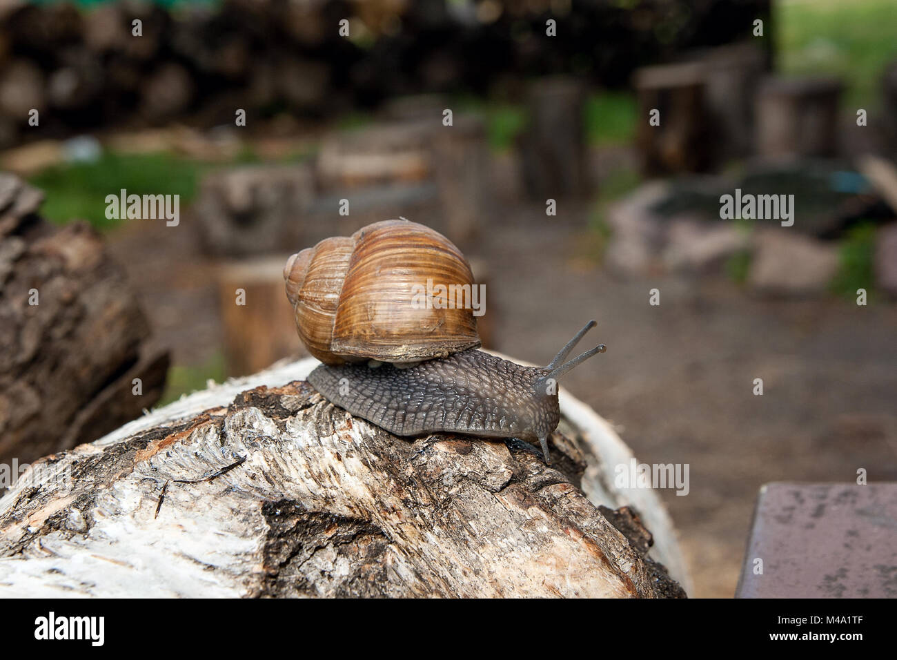 Lumaca romana - Helix pomatia. Helix pomatia, nomi comuni il romano, Borgogna, commestibili o lumaca escargot, è una specie di grande, commestibile, aria respirabile l Foto Stock