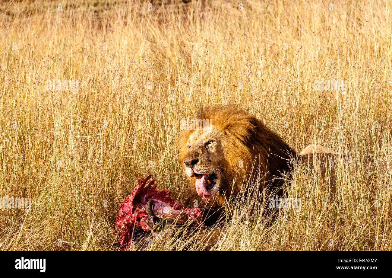 Maschio maturo lion (Panthera leo) mangia la sua preda, red insanguinato nervature di una carcassa di bufali, in erba lunga, il Masai Mara, Kenya Foto Stock
