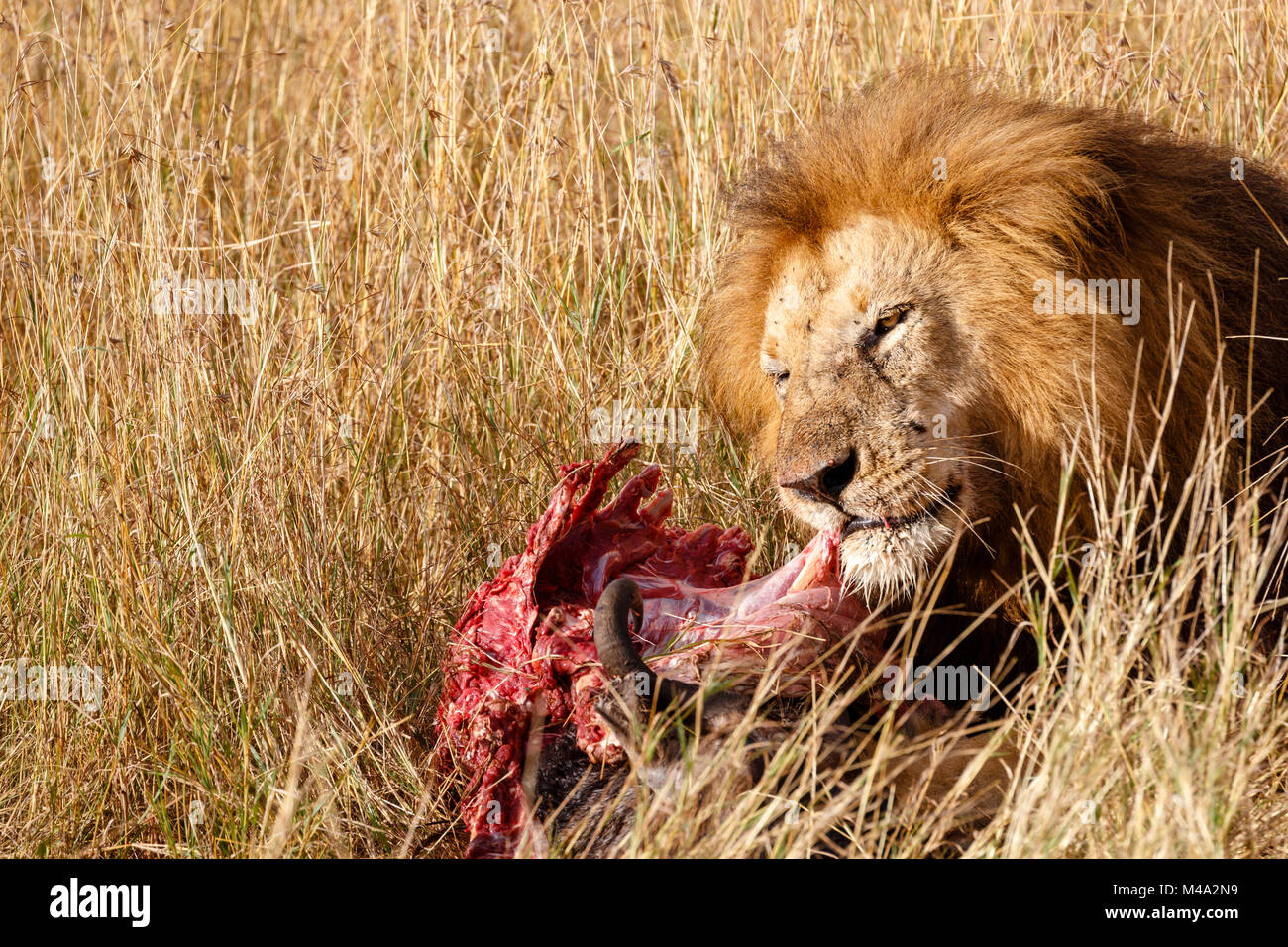 Maschio maturo lion (Panthera leo) mangia la sua preda, red insanguinato nervature di una carcassa di bufali, in erba lunga, il Masai Mara, Kenya Foto Stock