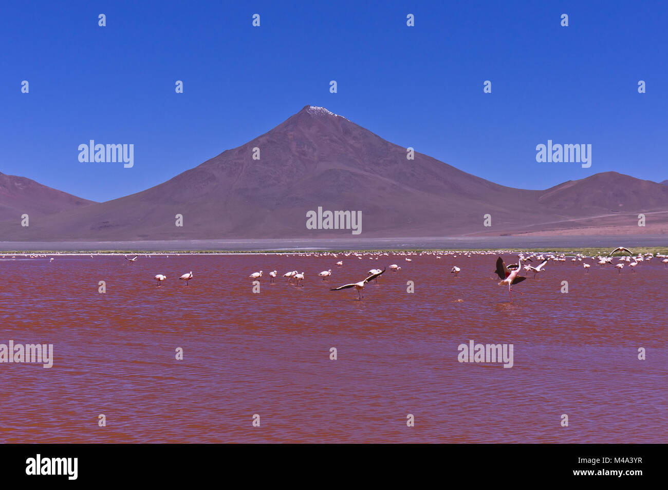 Laguna Colorada, red lake, Bolivia, Sud America Foto Stock