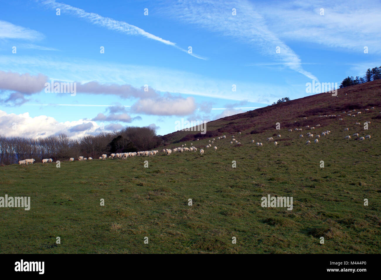 Pecore al pascolo a Beacon Hill, Southdowns modo Petersfield / Hampshire, Inghilterra del sud. Foto Stock