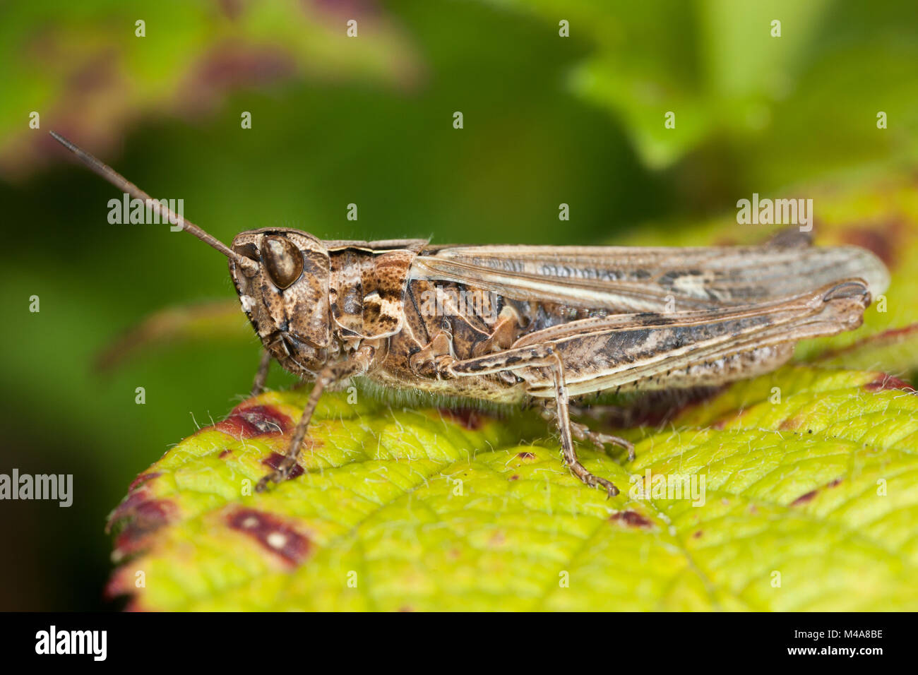 Campo Grasshopper (Chorthippus brunneus) Foto Stock