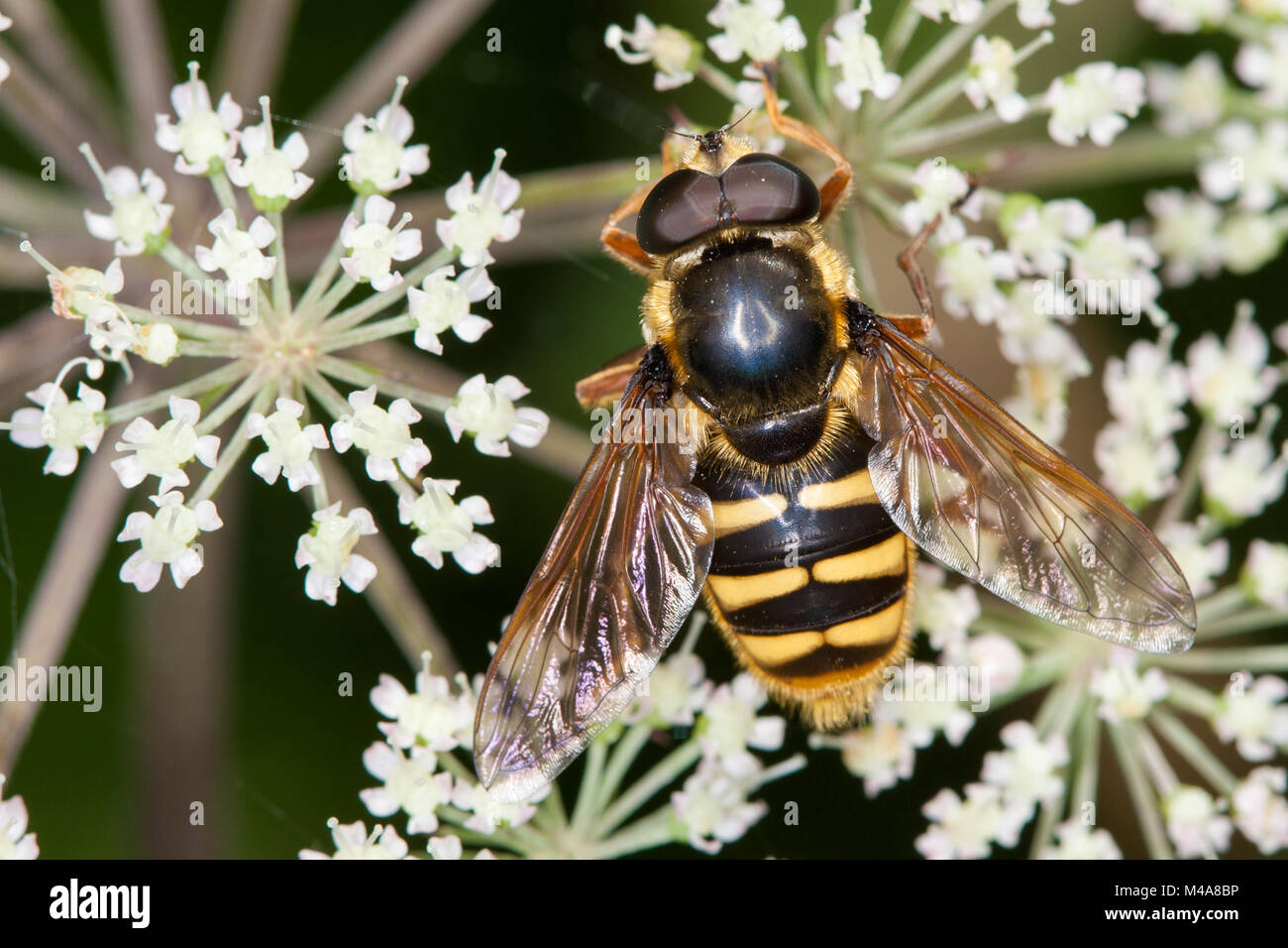 Sericomyia silentis (a wasp-imitare hoverfly) alimentazione su umbellifer fiori Foto Stock