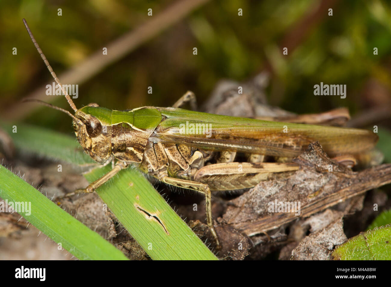 Campo Grasshopper (Chorthippus brunneus) Foto Stock