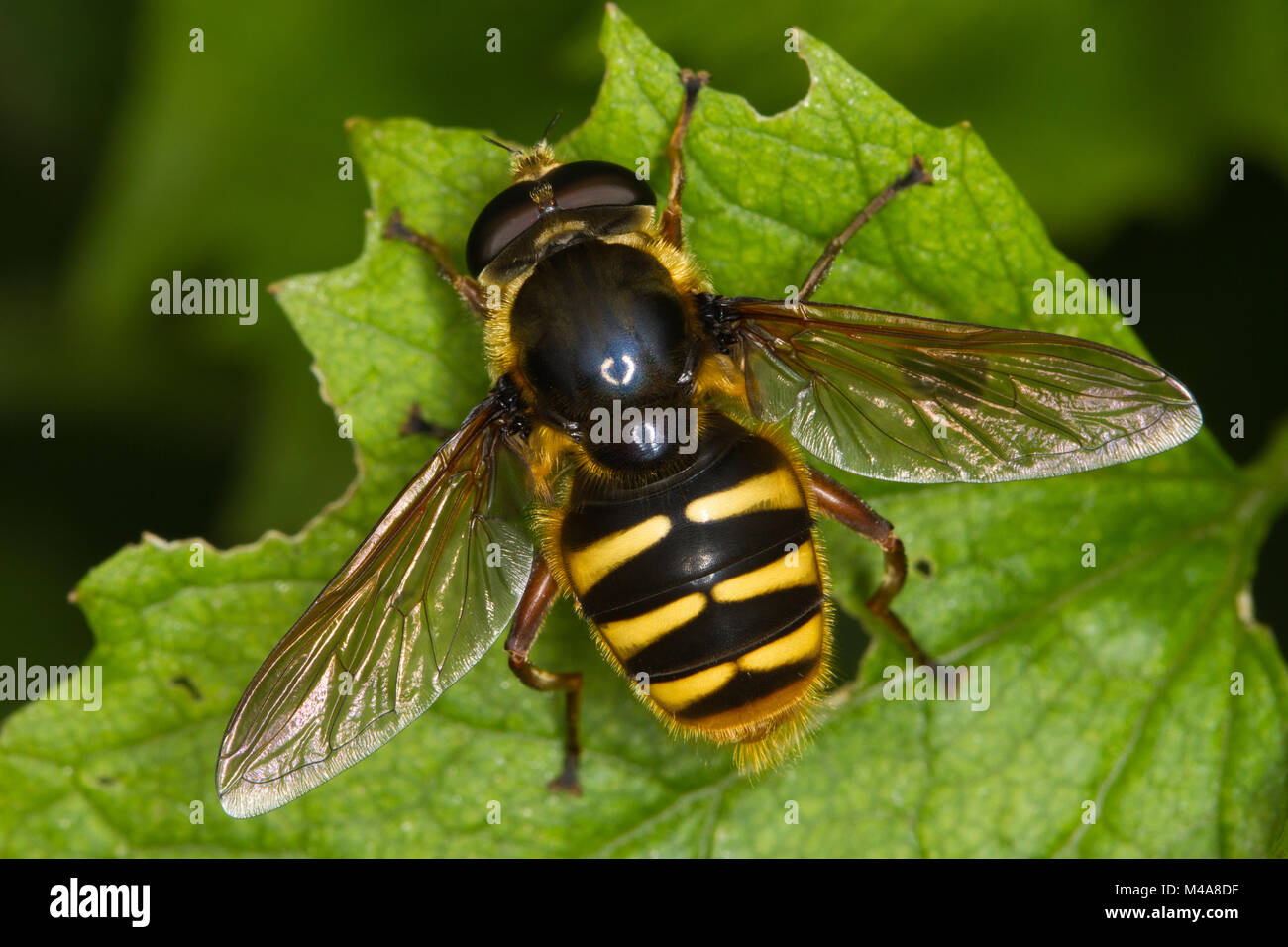 Sericomyia silentis, una vespa-imitare hoverfly, appoggiato su una foglia Foto Stock