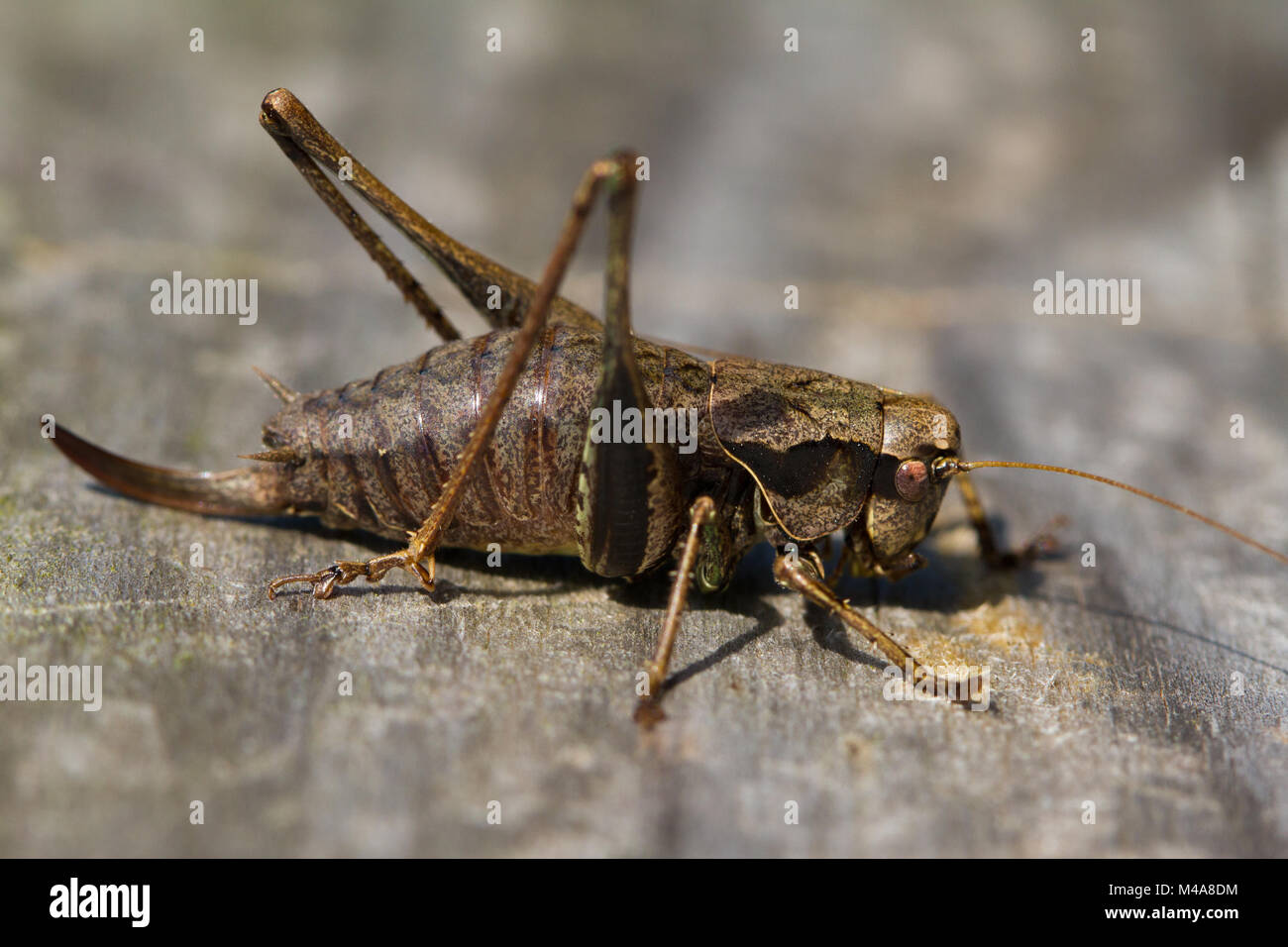 Femmina bussola scuro-cricket (Pholidoptera griseoaptera) crogiolarvi al sole su una passerella in legno Foto Stock
