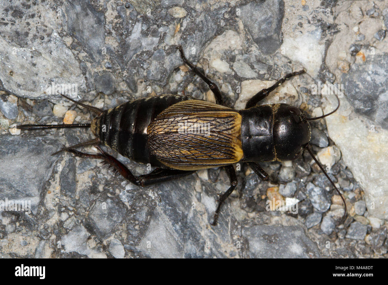 Campo femminile Cricket (Gryllus campestris) su una roccia Foto Stock