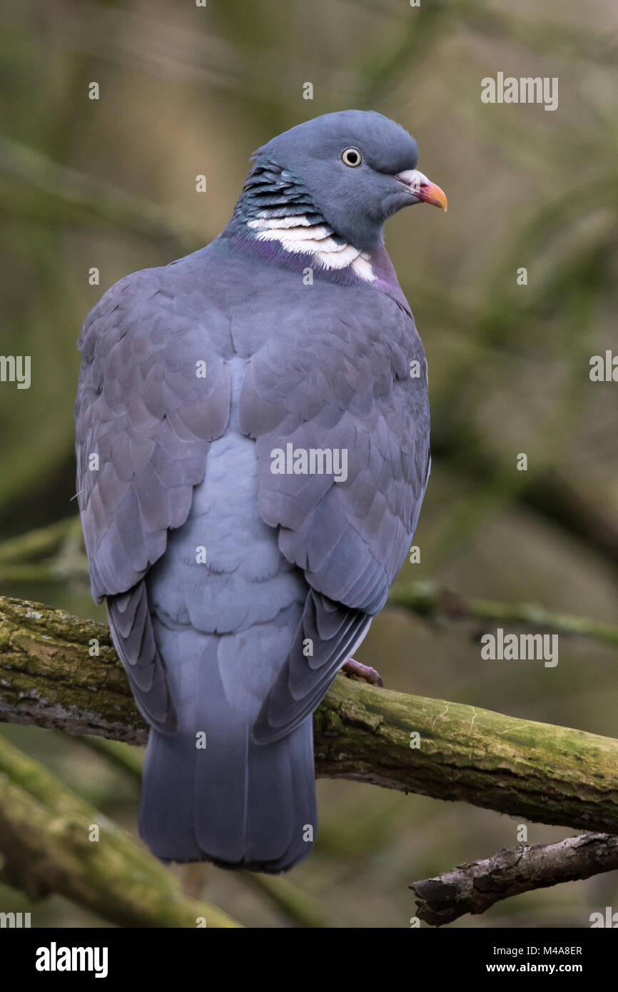 Vista posteriore di un comune Woodpigeon (Columba palumbus) appollaiato su un ramo Foto Stock