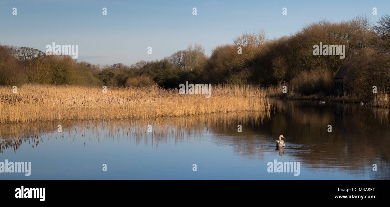 Immaturo del Cigno (Cygnus olor) nuotare in un rigenerato fossa di ghiaia delimitata da un reedbed su una tranquilla e soleggiata mattinata invernale Foto Stock