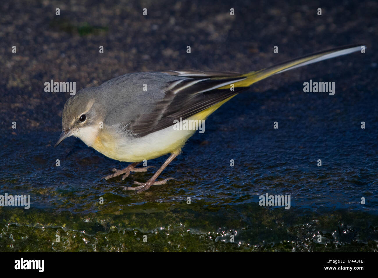 Wagtail grigio (Motacilla cinerea) Foto Stock