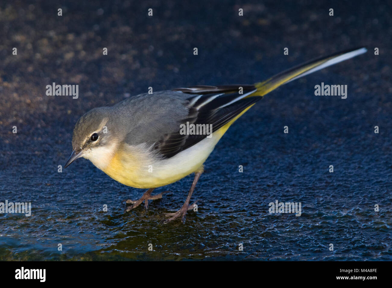 Wagtail grigio (Motacilla cinerea) Foto Stock