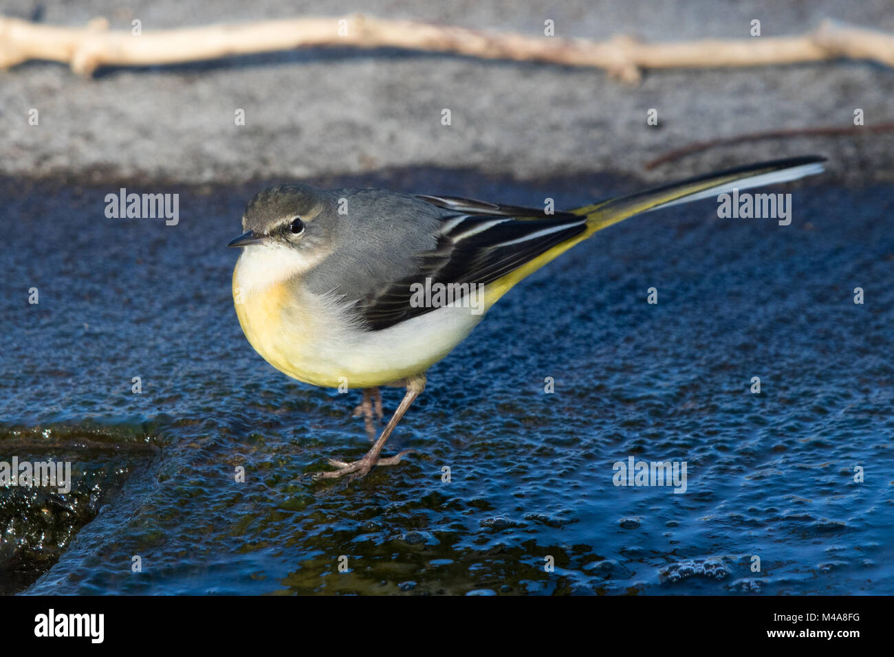 Wagtail grigio (Motacilla cinerea) Foto Stock