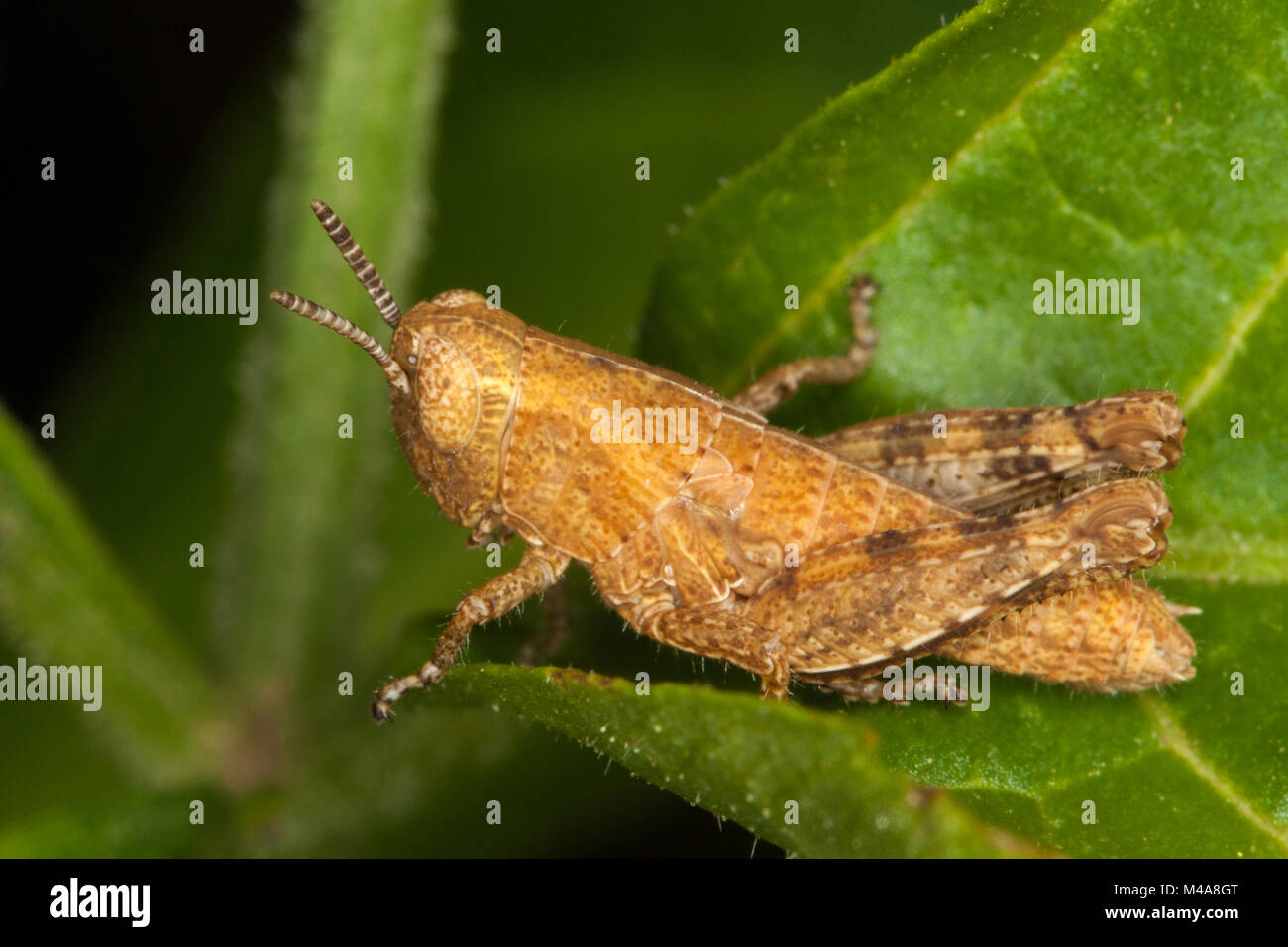 Orange grasshopper nymph (Acrididae) da NE LA BULGARIA Foto Stock
