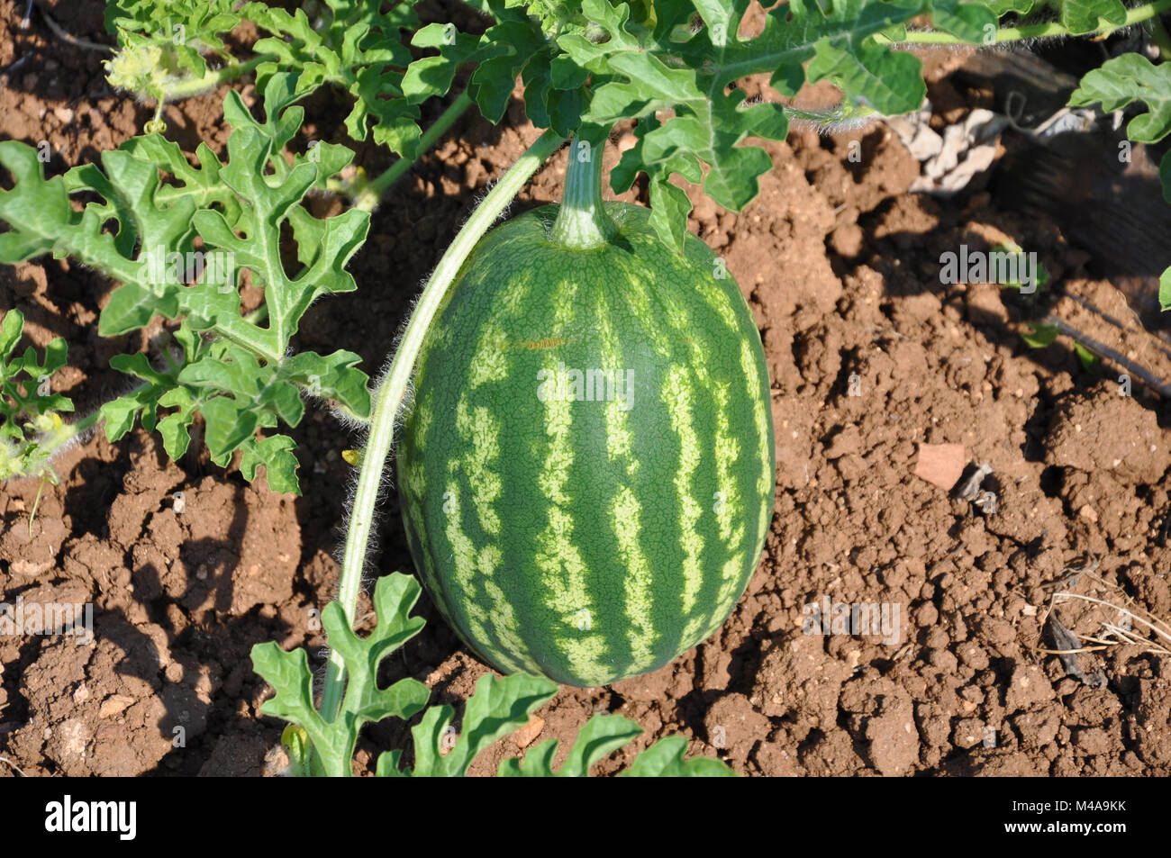 Watermelon-Citrullus lanatus- in giardino Foto Stock
