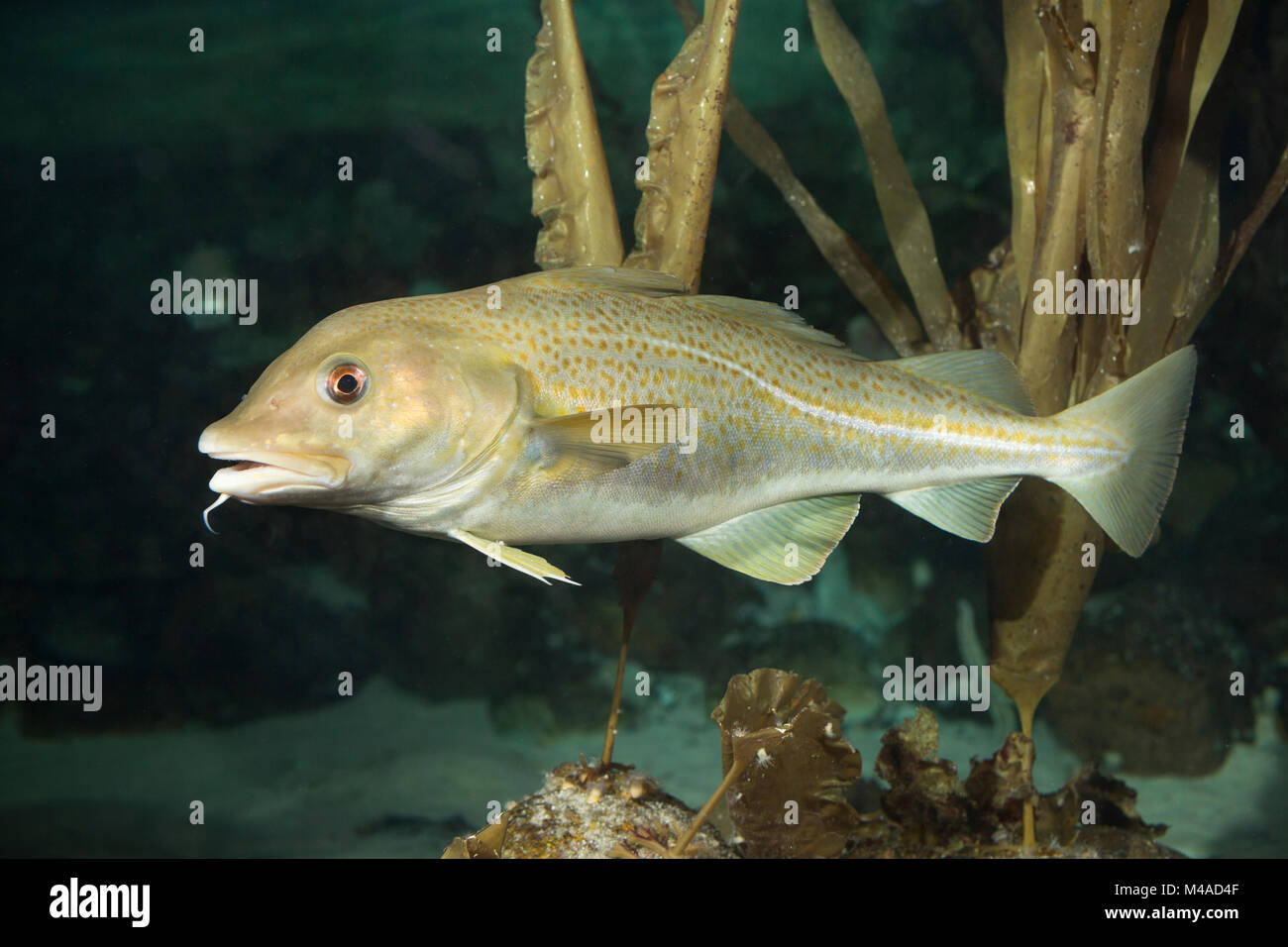 Königskabeljau, Königs-Kabeljau, Königsdorch, Königs-Dorch, Dorsch, Kabeljau, Gadus morhua, re il merluzzo bianco, merluzzo bianco, merluzzo bianco, Morue, codling, baccalà, Cabb Foto Stock