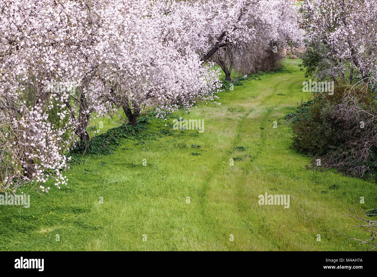 Un sentiero conduce a un sentiero di fioritura dei mandorli, quasi come illuminare il modo Foto Stock