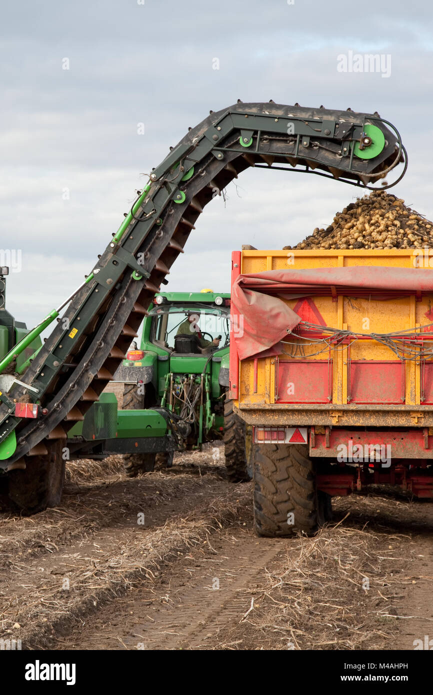 Guidando il trattore a fianco a fianco, le patate vengono raccolte con un harvester e raccolti in carrelli tramite un nastro trasportatore. Foto Stock