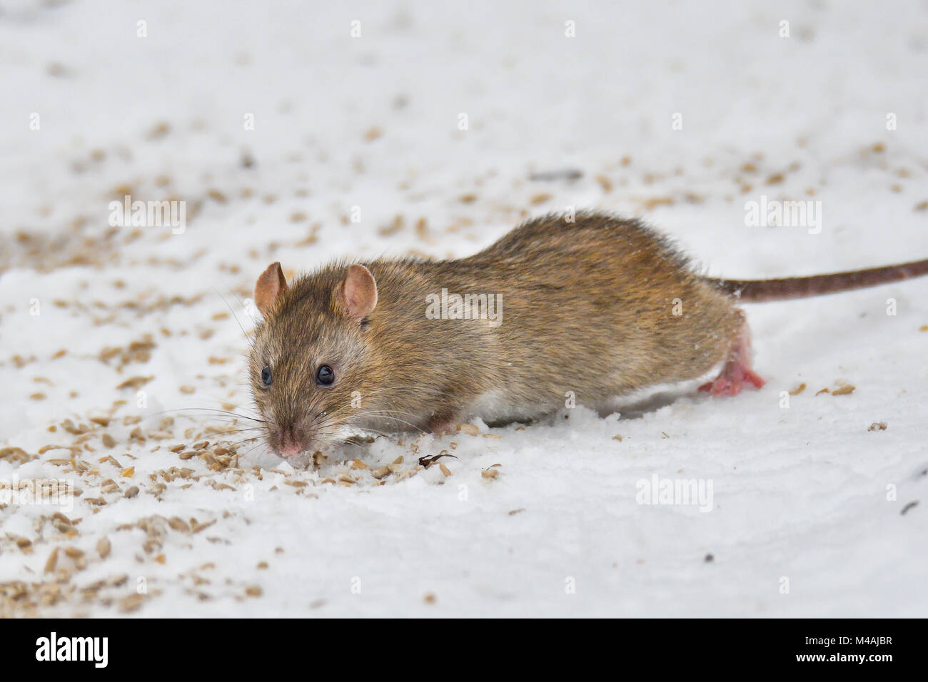 " Visita inattesa.". Foto Stock