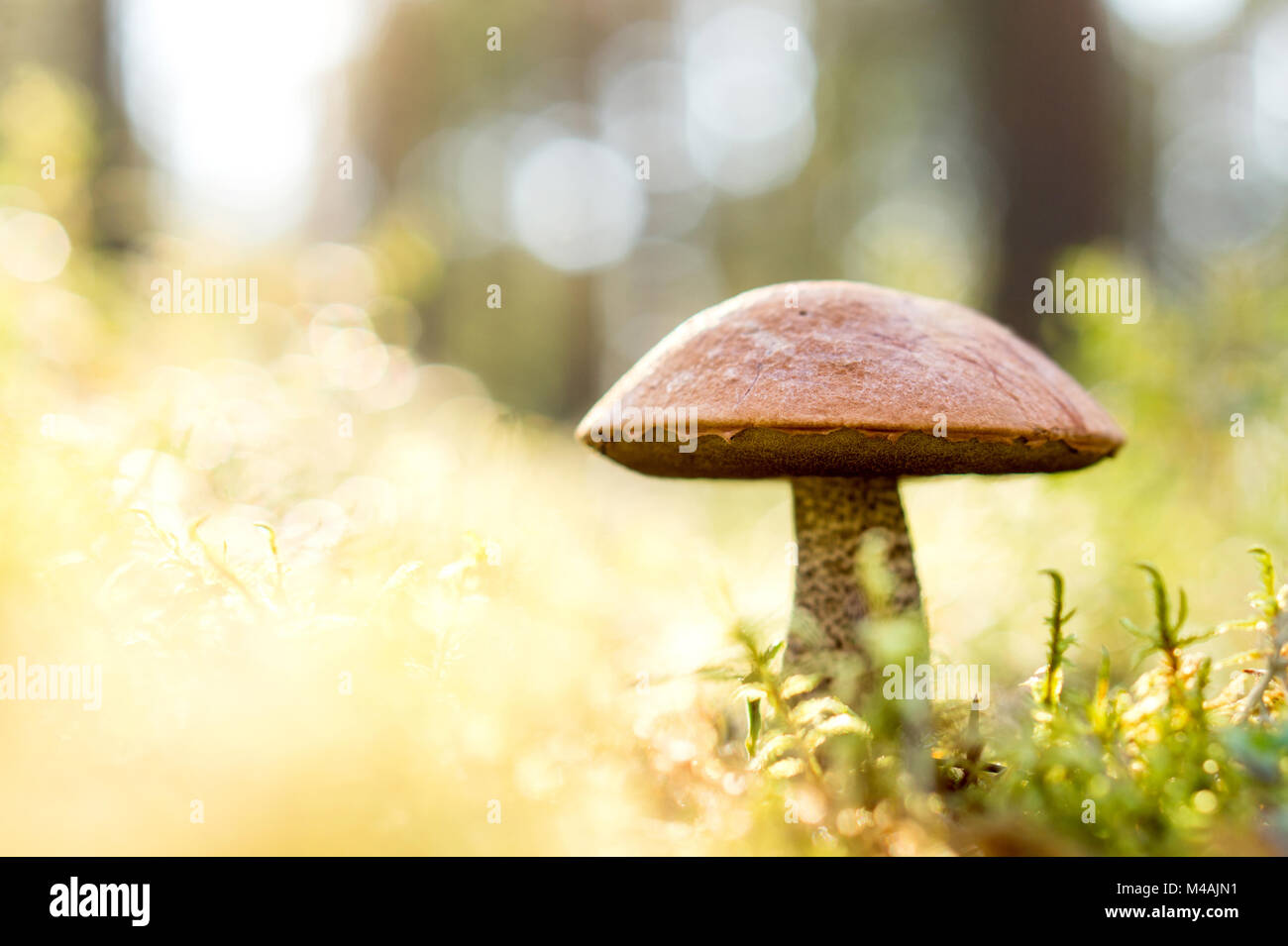 Rosolare i funghi nel bosco. Il fungo nel mezzo di alberi ed erba nella foresta. Sole splendente. Rough-derivava bolete, scaber levetta o bolete betulla. Foto Stock