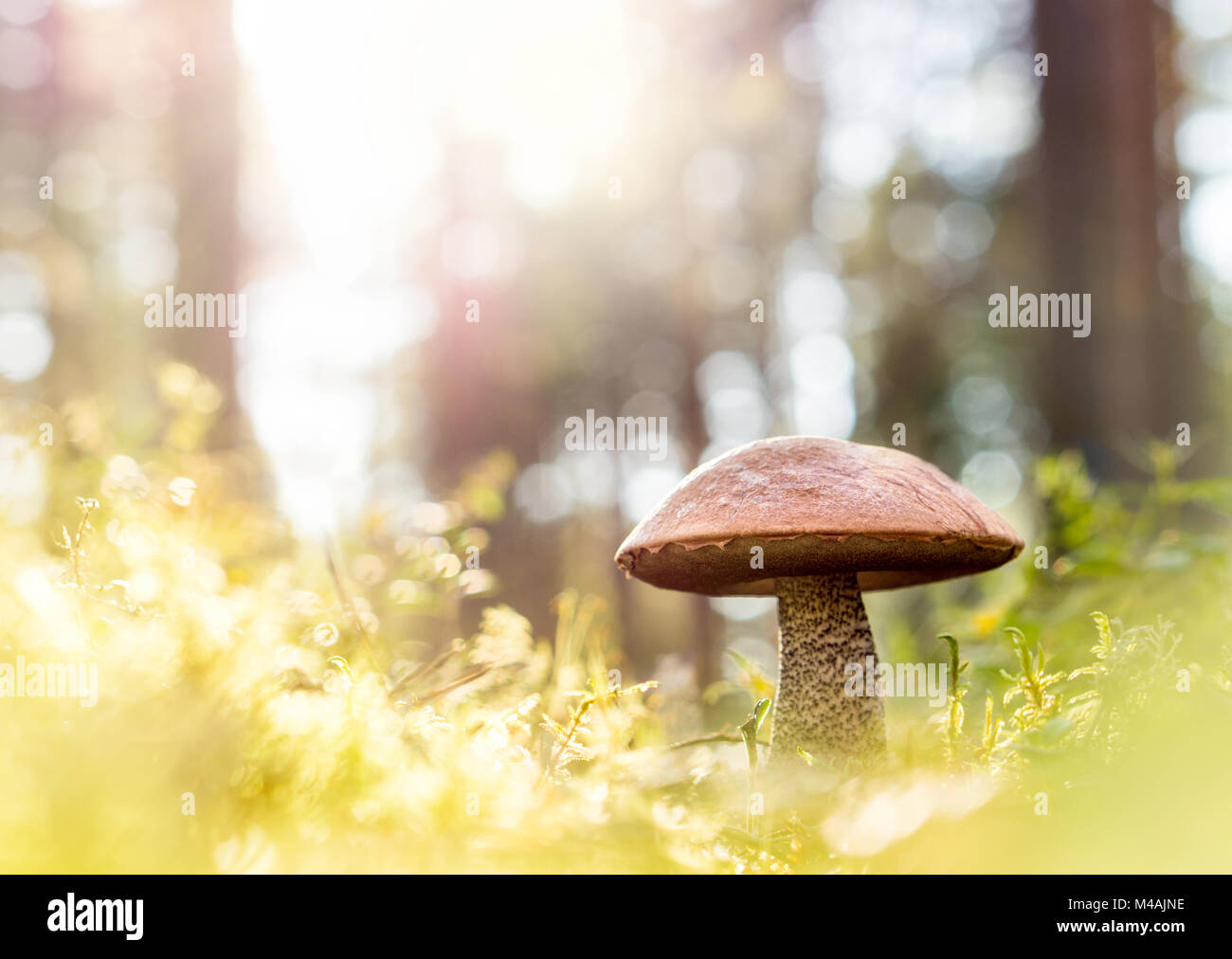 Rosolare i funghi nel bosco. Il fungo nel mezzo di alberi ed erba nella foresta. Sole splendente. Rough-derivava bolete, scaber levetta o bolete betulla. Foto Stock