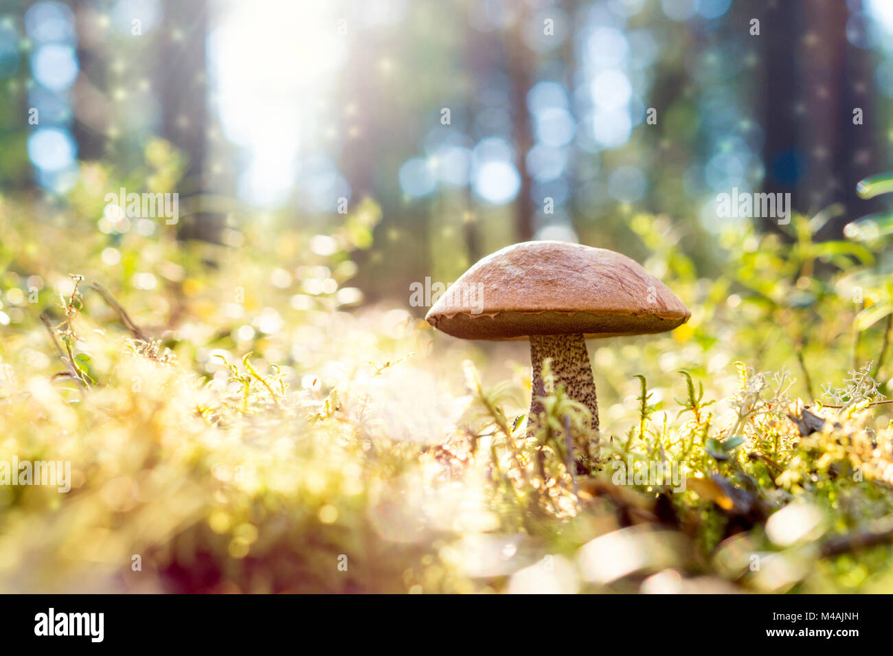Rosolare i funghi nel bosco. Foresta Magica guarda da polvere e particelle fluttuanti nell'aria. Sole splendente. Rough-derivava bolete, scaber levetta. Foto Stock