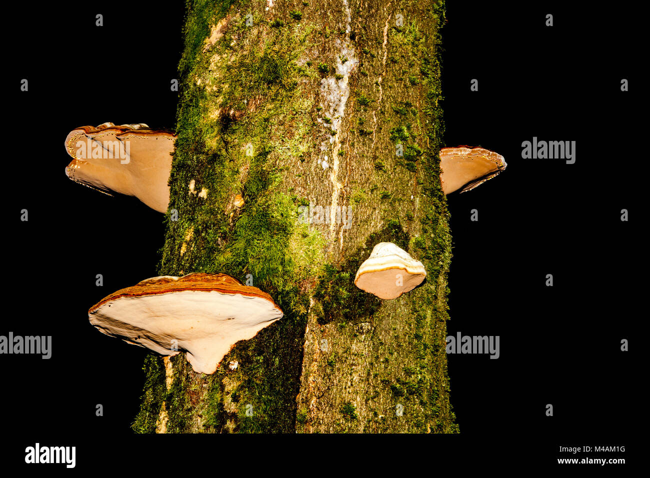 Tinder fungo, Fomes fomentarius, Foto Stock