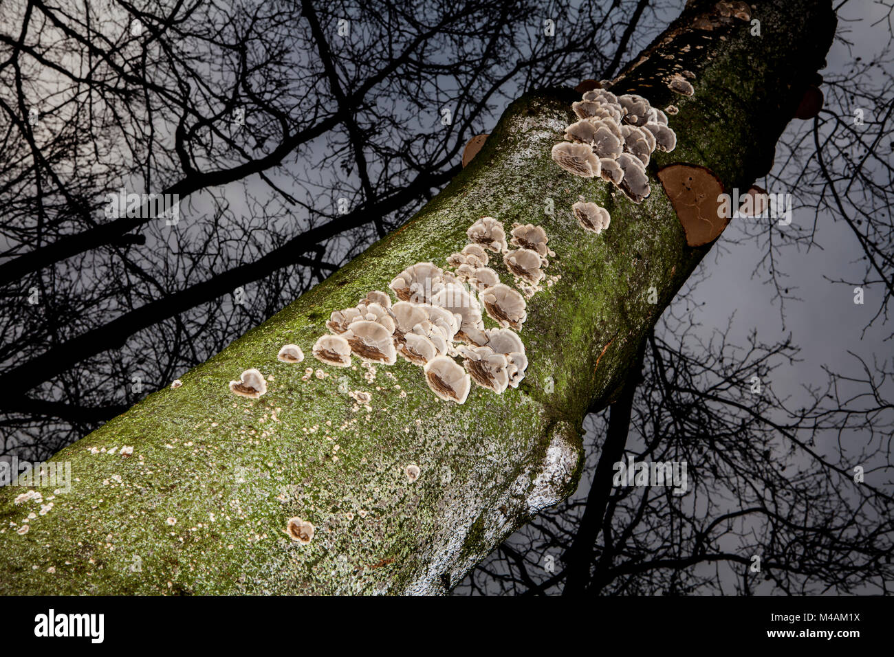 Tinder fungo, Fomes fomentarius, Foto Stock