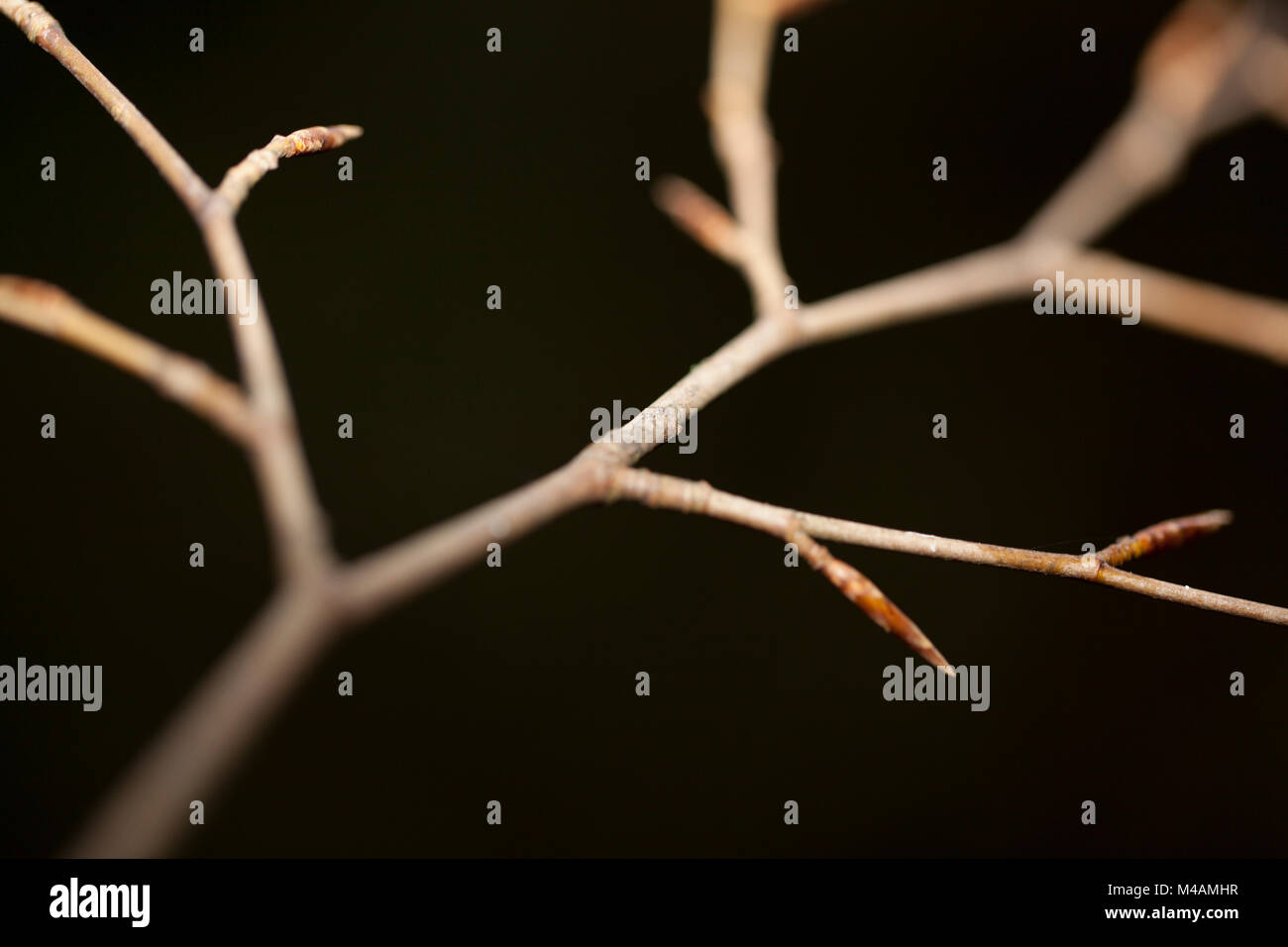 ramo d'autunno Foto Stock