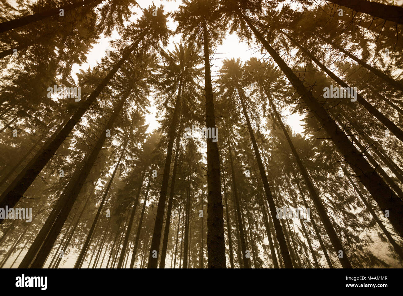 Foresta traumatica Foto Stock