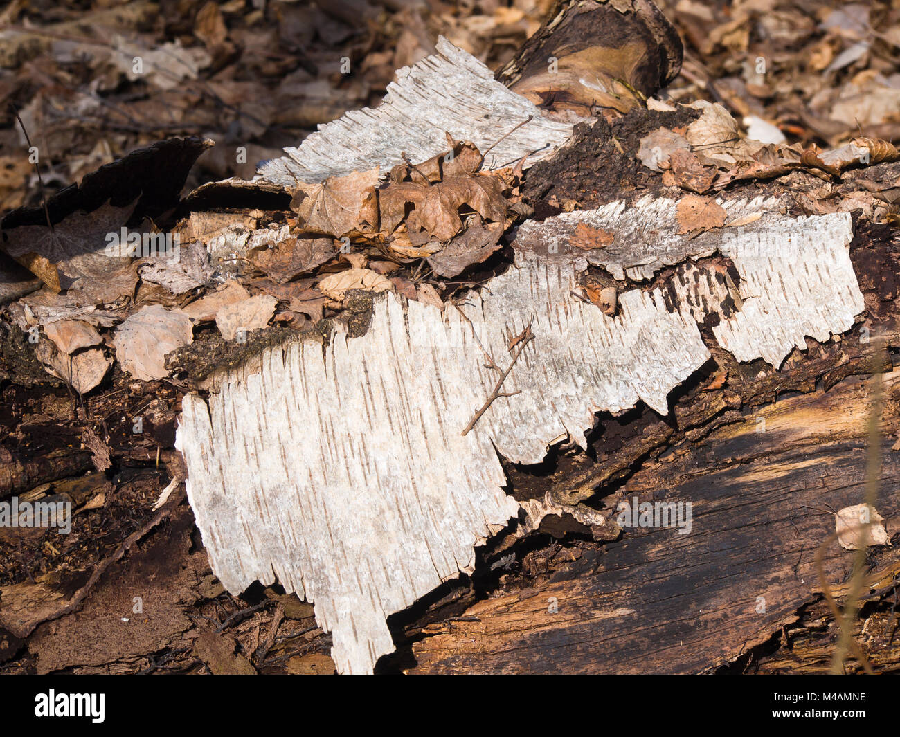 Tronco di betulla decadendo con pezzi di corteccia e foglie morte, autunno in una foresta norvegese Foto Stock