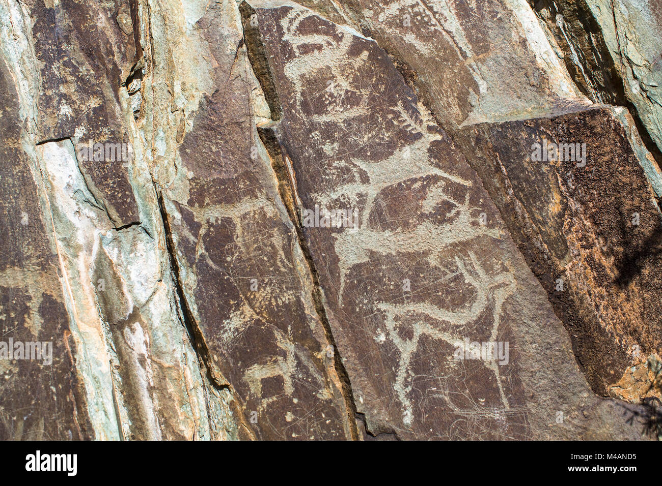 Antiche pitture rupestri in montagne di Altai, Russia. Foto Stock