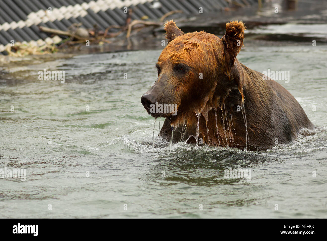 Orso bruno in attesa di preda di Kurile Lago. Foto Stock