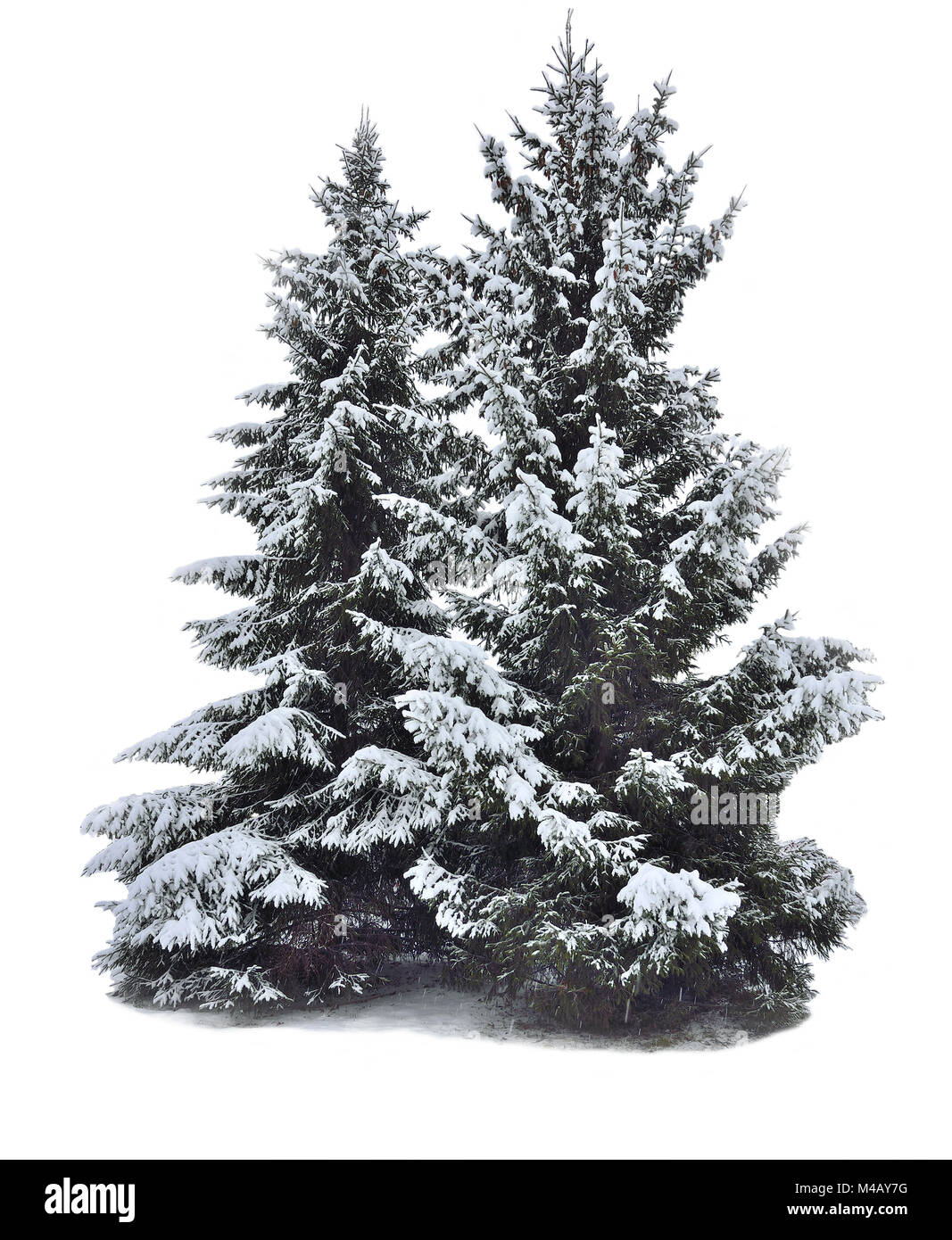 Due magnifiche coperte di neve abete isolato su bianco Foto Stock