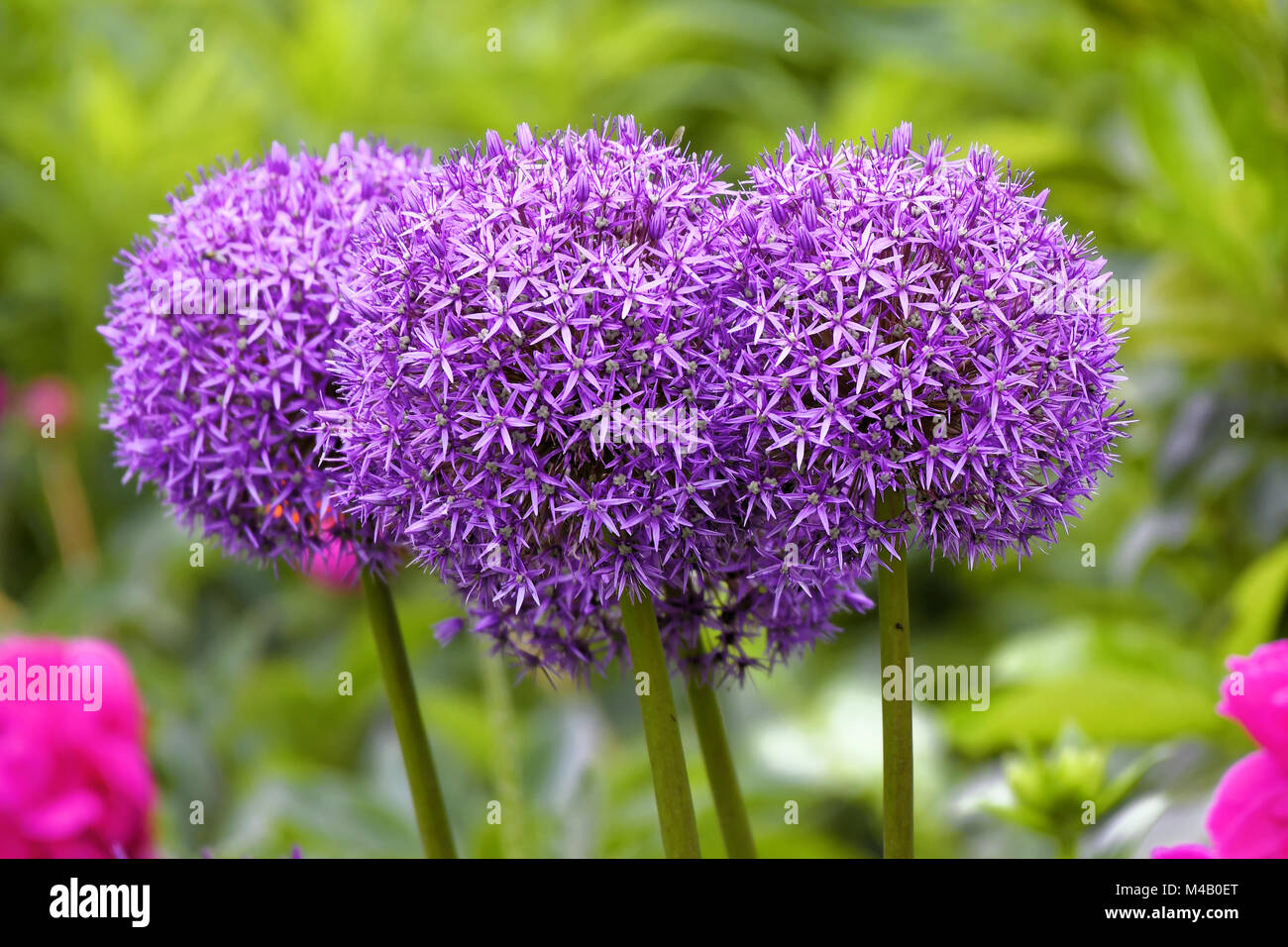 Persiano cipolla Foto Stock