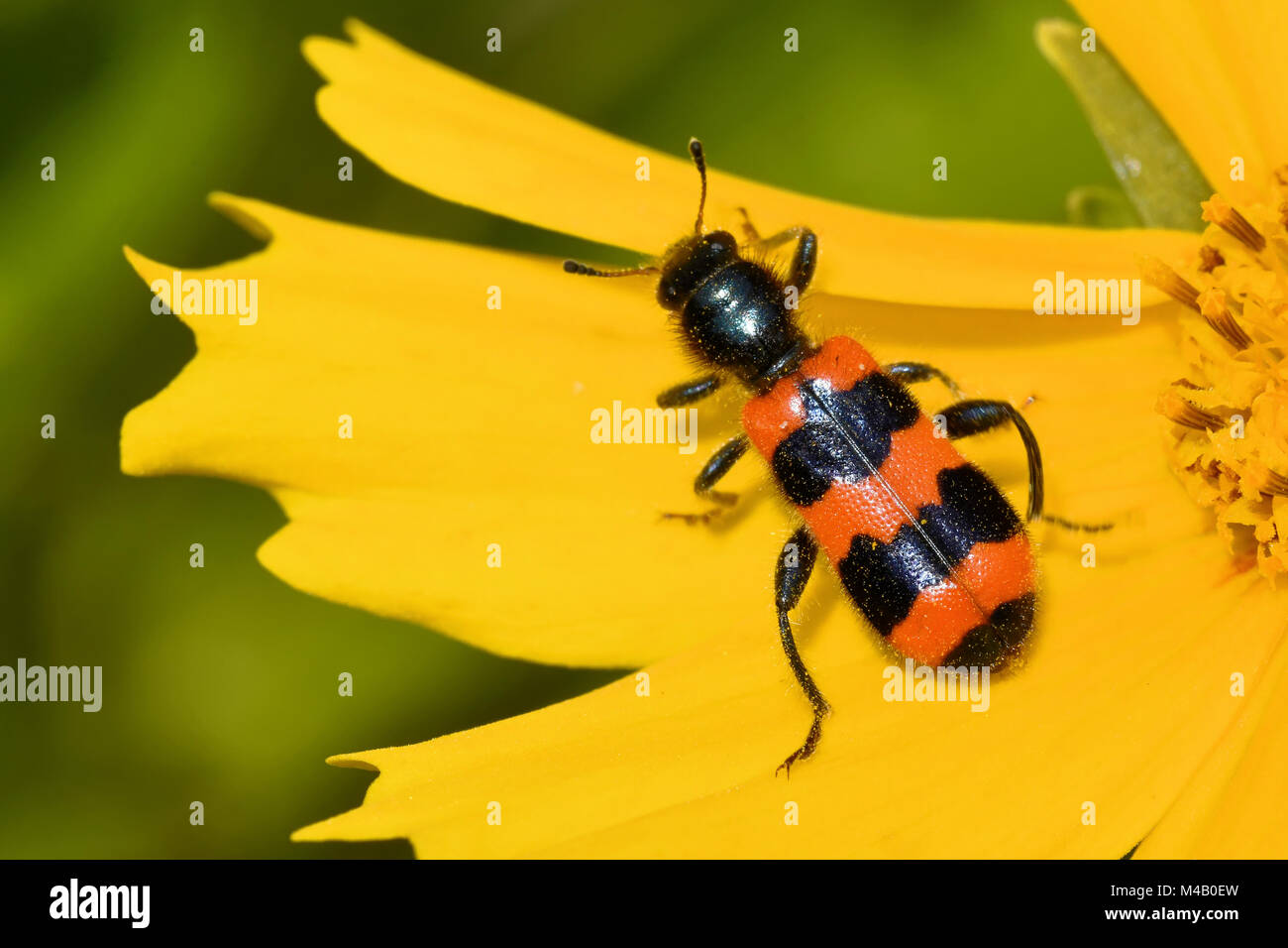 Comune di bee beetle Foto Stock