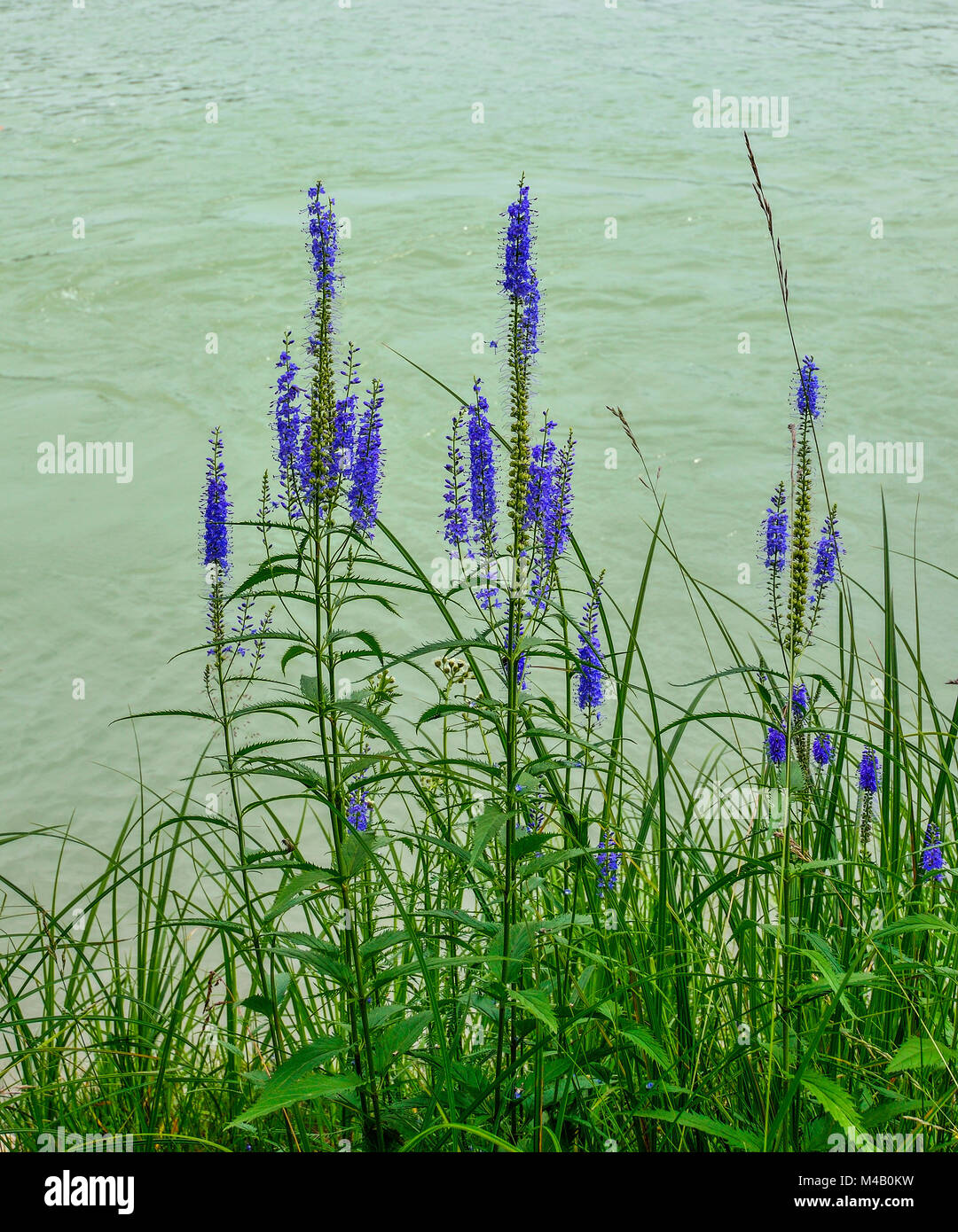 Blu fiori selvatici di Veronica spicata (Spiked Speedwell; Pseudolysimachion spicatum) sulla banca del fiume di montagna, su un fondo di acqua Foto Stock