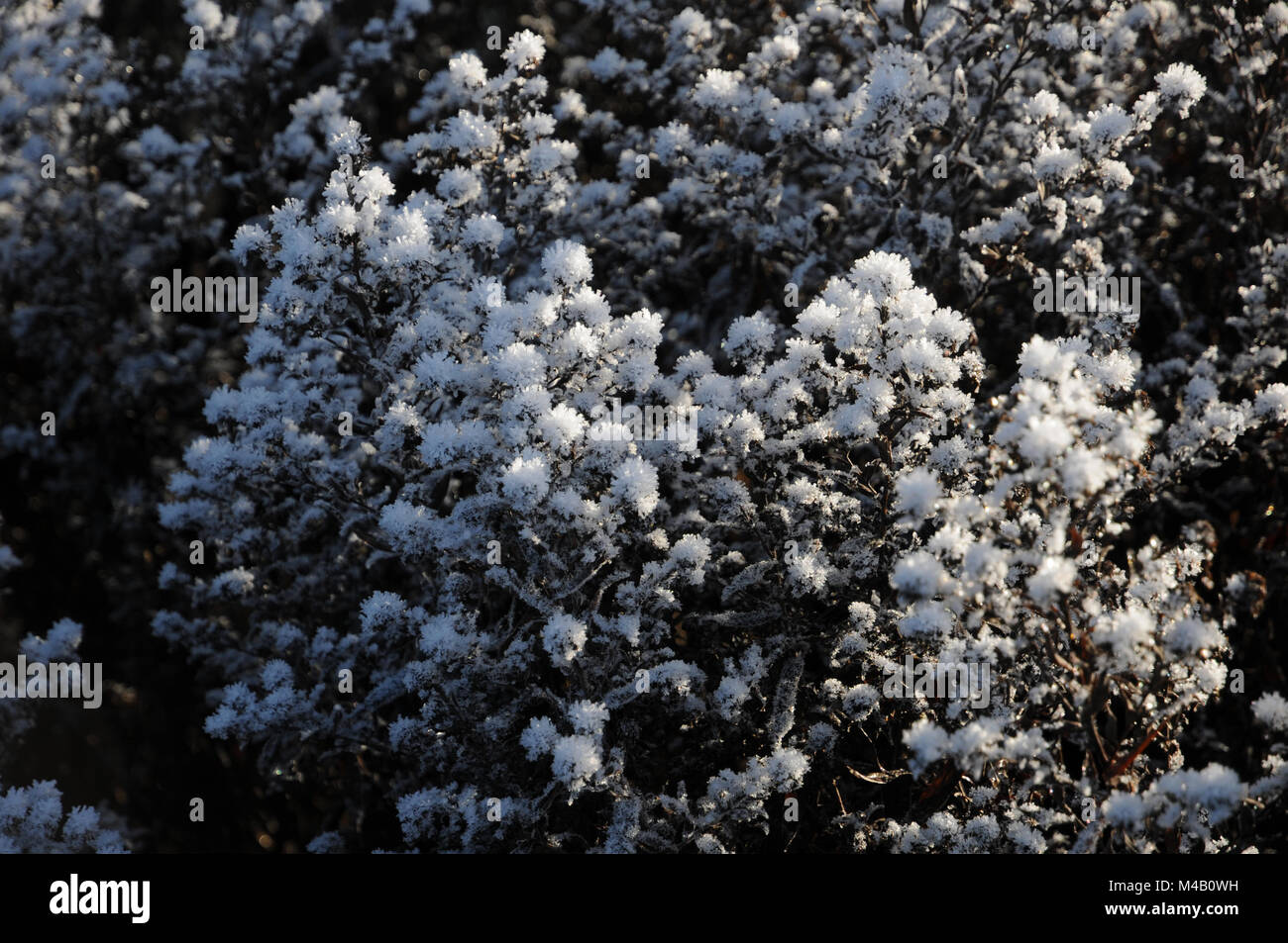 Aster novi-belgii, New York aster, frost white Foto Stock