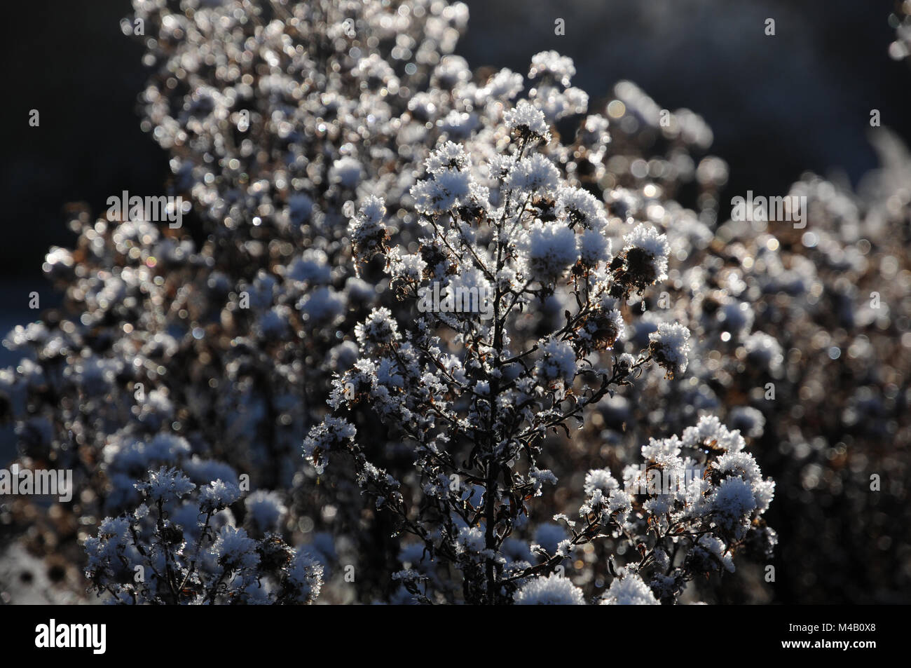 Aster novi-belgii, New York aster, frost white Foto Stock