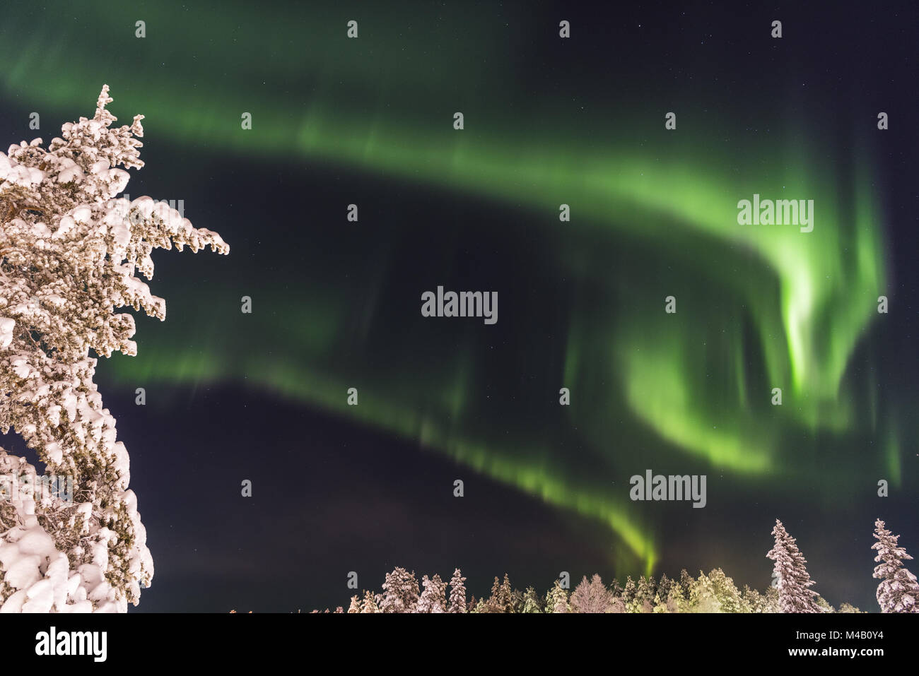 Luci del Nord (l'Aurora boreale, Gellivare, Lapponia, Svezia Foto Stock