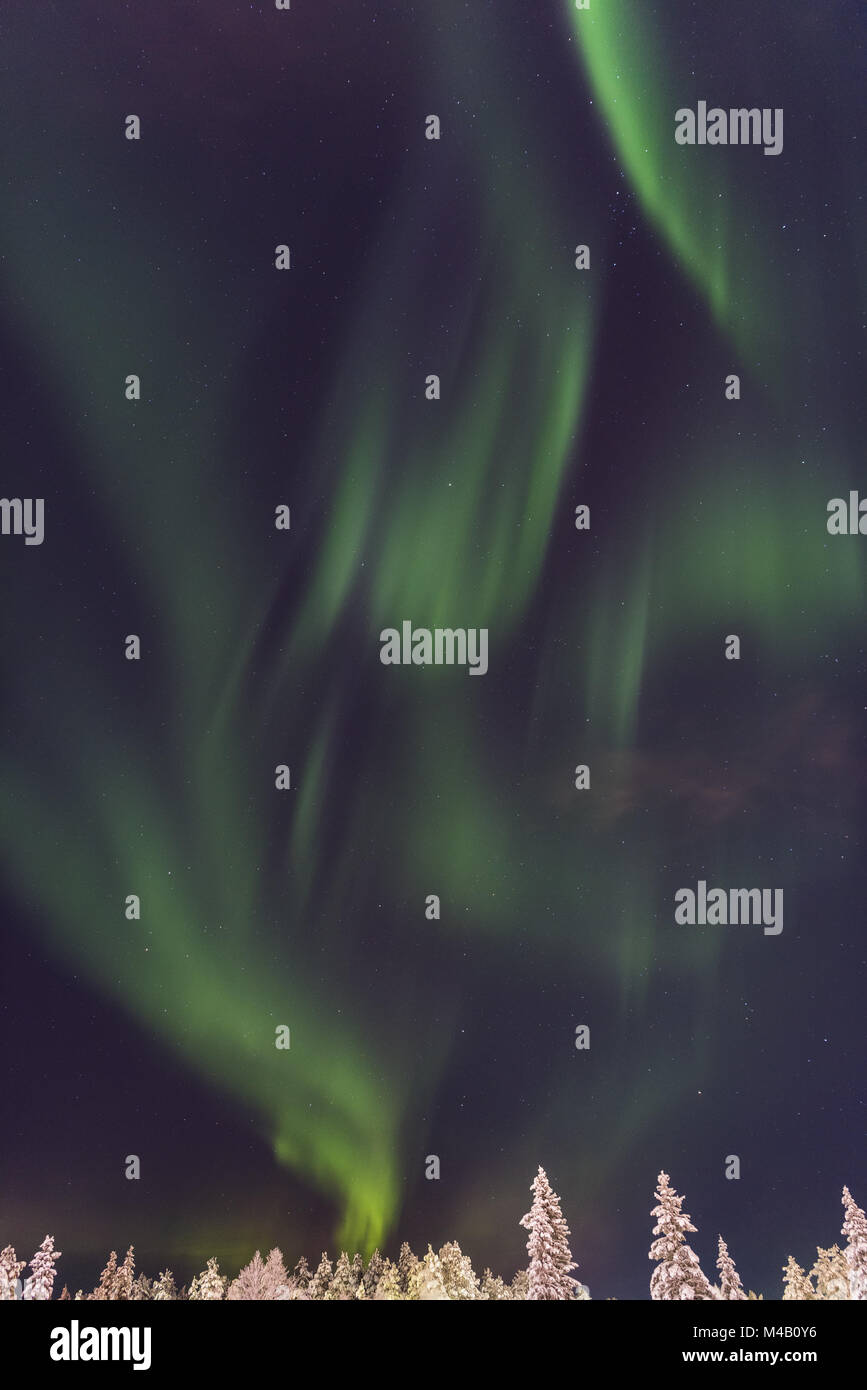 Luci del Nord (l'Aurora boreale, Gellivare, Lapponia, Svezia Foto Stock