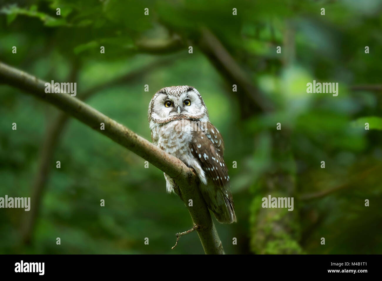 Civetta capogrosso,Aegolius funereus,ramo frontale,,sit Foto Stock